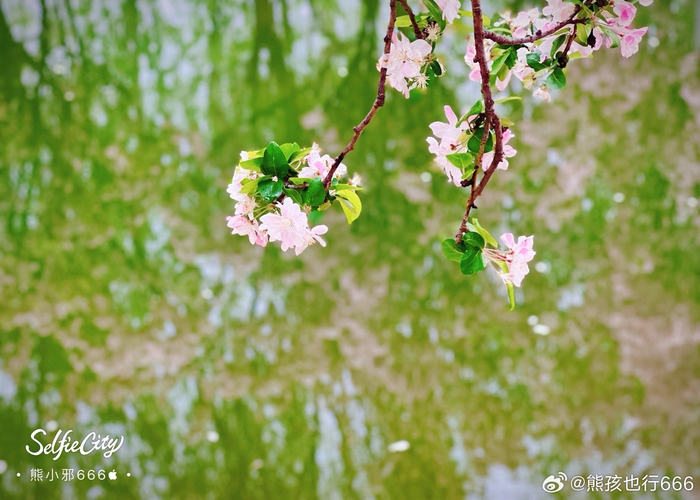 落红不是无情物化作春泥更护花摄影