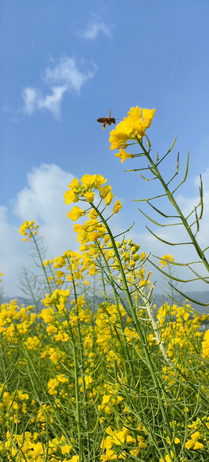 临沧博尚油菜花盛开,元宵节祝福九宫格__财经头条