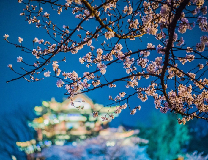 湖北武汉,晴川阁的樱花绽放,在夜色和灯光的映衬下,与长江两岸披上"