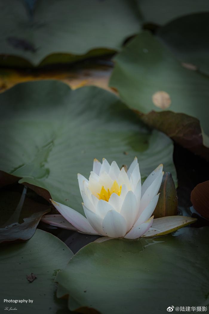 无锡蠡园,夏日里的白莲花