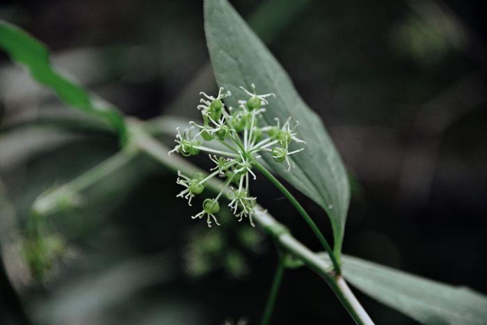 大青溝植物之牛尾菜千層塔,原創拍攝