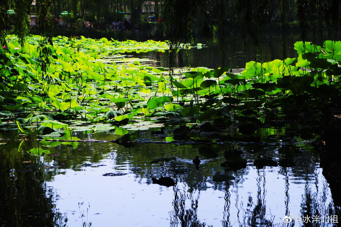 北京骄阳似火才凉快了两天就又热起来了近四十度的天气