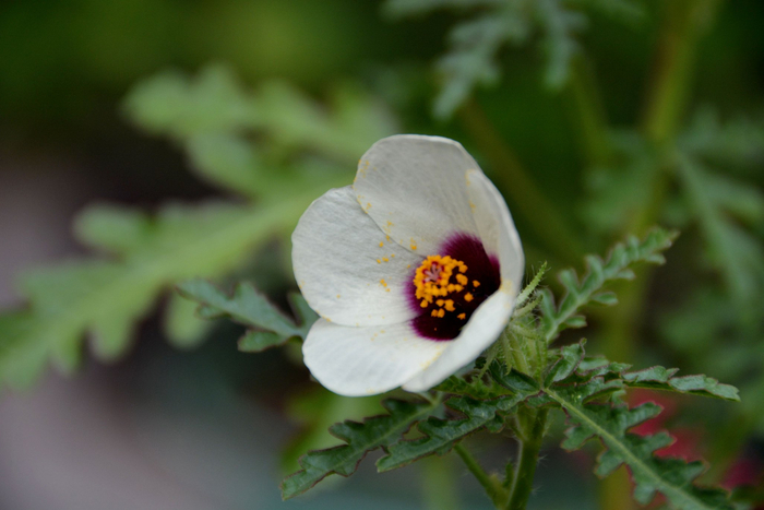 野西瓜苗花朵,原创拍摄