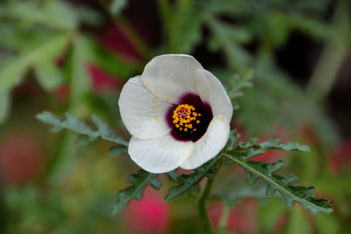 野西瓜苗花朵,原创拍摄