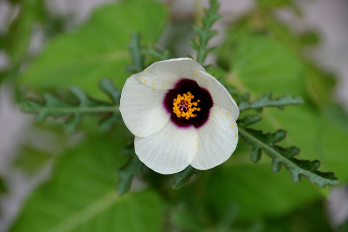 野西瓜苗花朵,原创拍摄