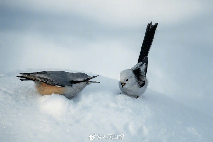 小鸟雪中嬉戏图