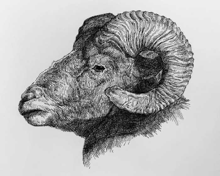 接下来,我们就一起欣赏一组,这位美国画家绘制的动物素描作品吧,看