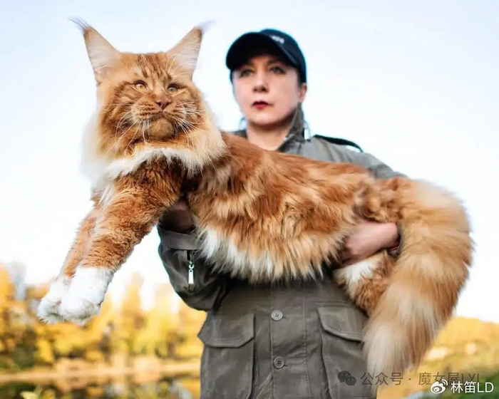 缅因猫是美国猫种当中数量最多的种群,除了其聪颖与活泼广为人知以外