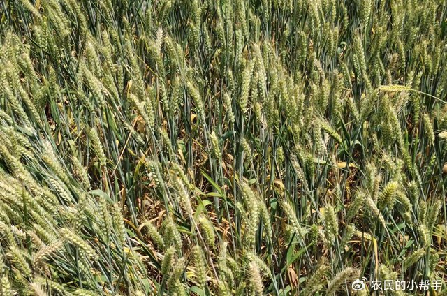 5月20日小满,今年小满不一般,有2点比较特殊,看农谚咋说?