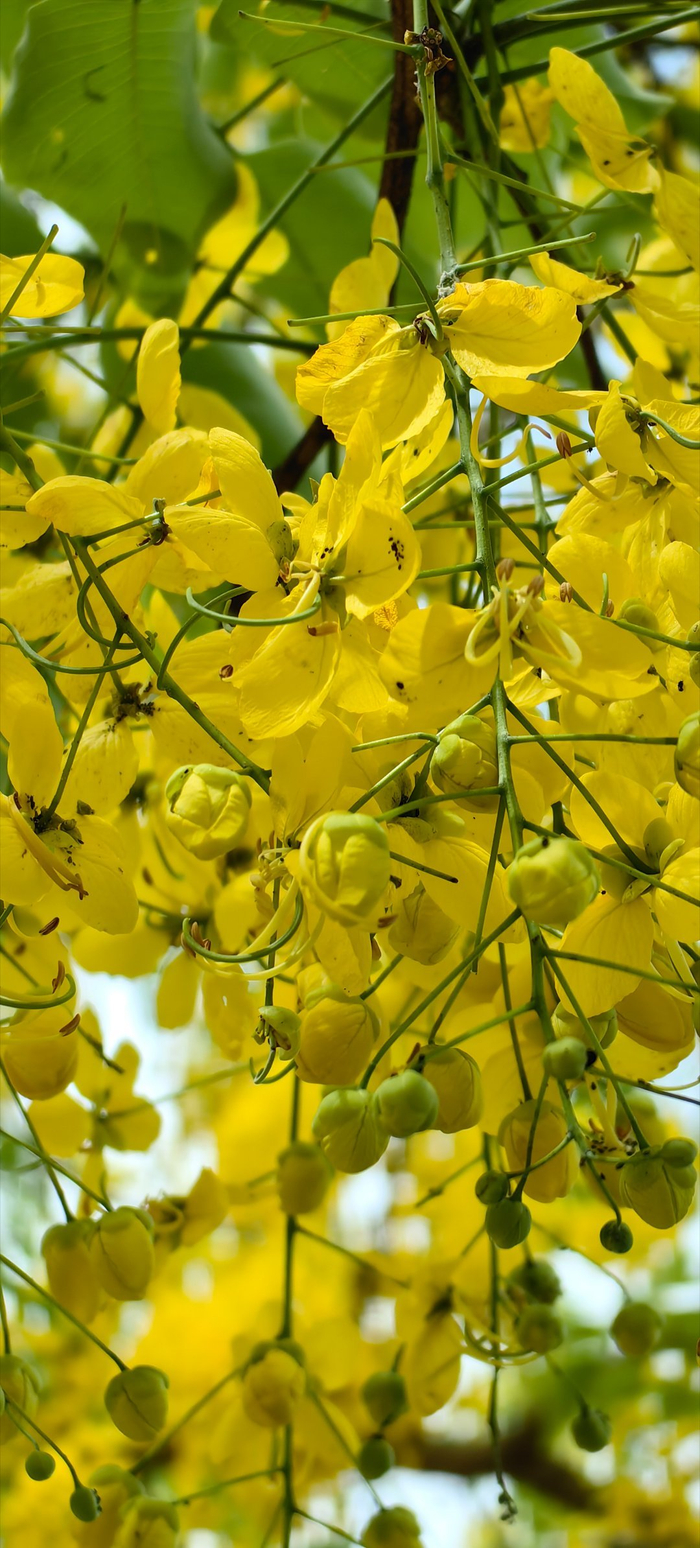 临沧市双江县街头,黄金雨(腊肠花)正开