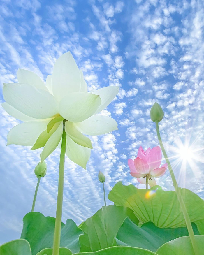 蓝天荷花夏日风情美极了