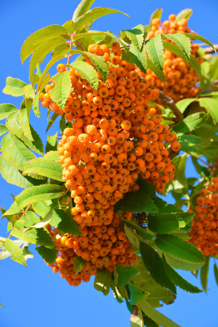 火红的花楸果实,原创拍摄