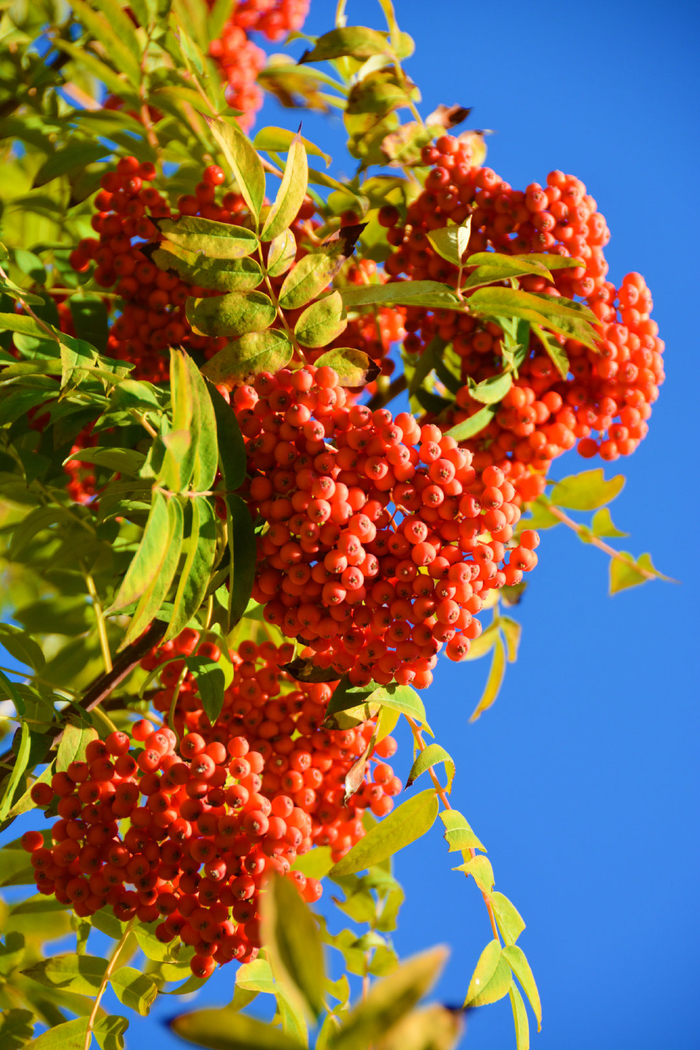 火红的花楸果实,原创拍摄|花楸|果实|原创_新浪新闻