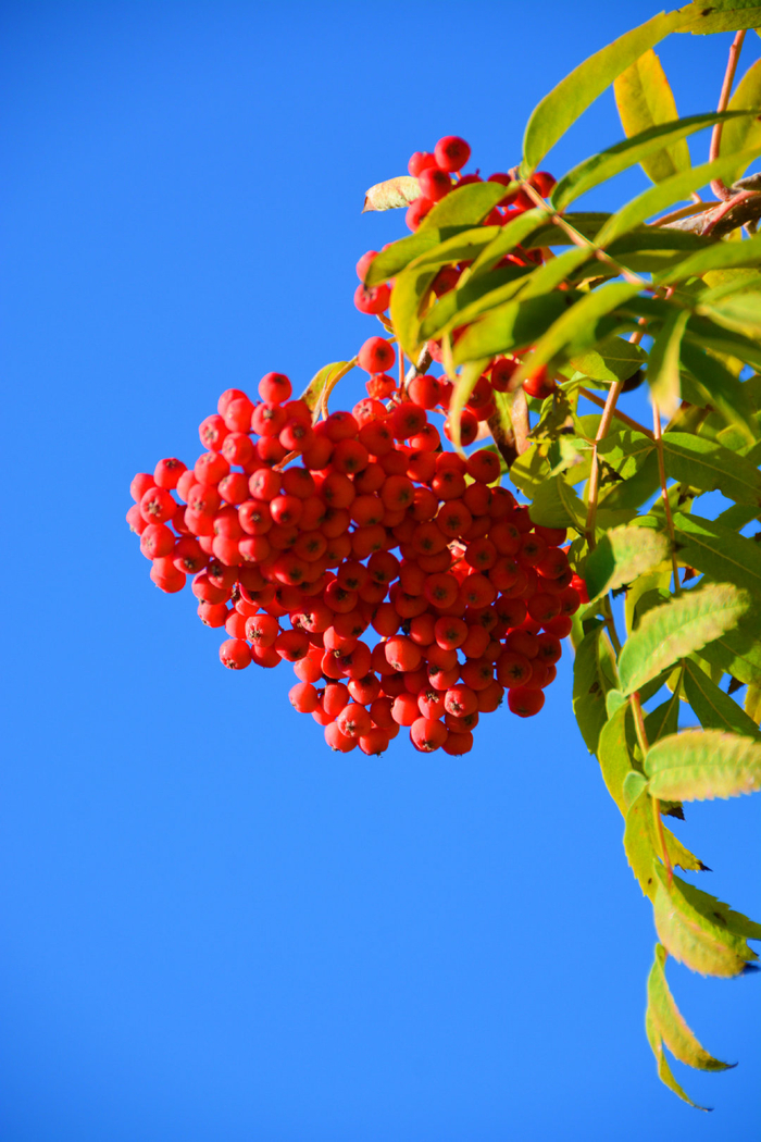 火红的花楸果实,原创拍摄|花楸|果实|原创_新浪新闻