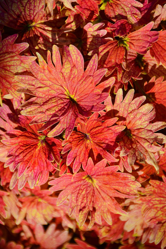 红色彩叶草五彩草,原创拍摄|彩叶草|红色|原创_新浪新闻