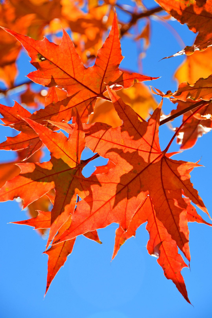 秋天的红叶,原创拍摄