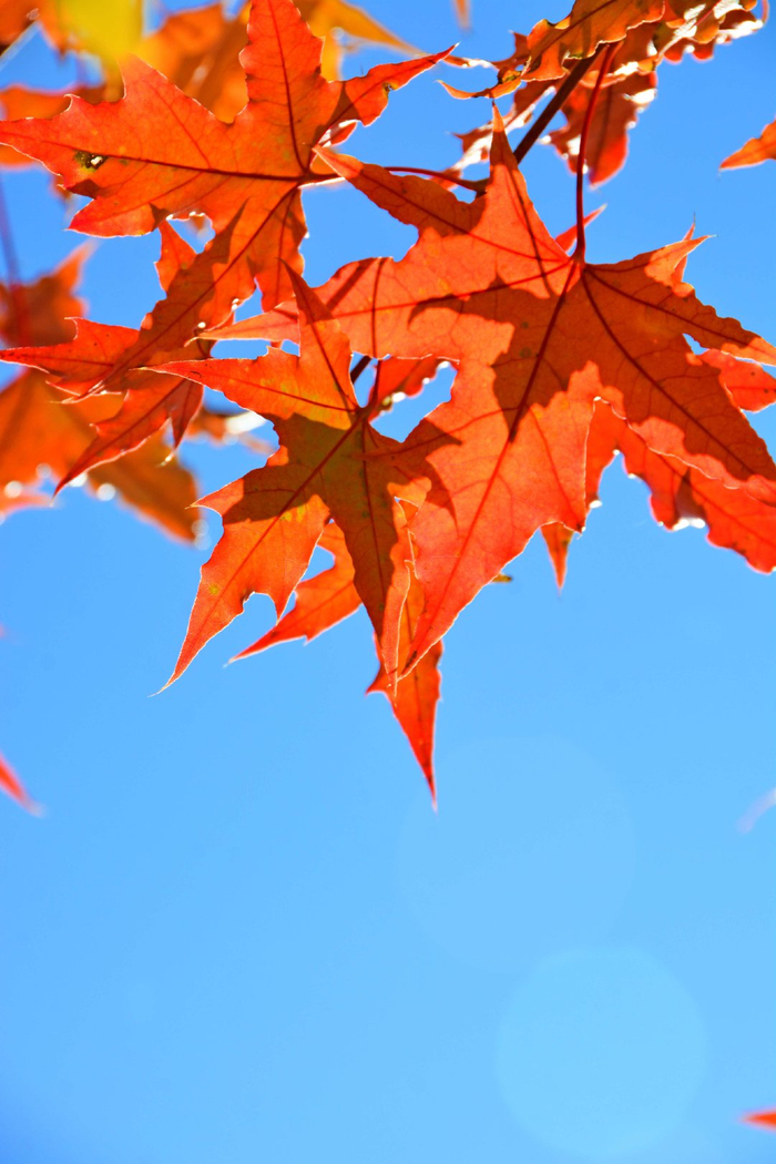 秋天的红叶,原创拍摄