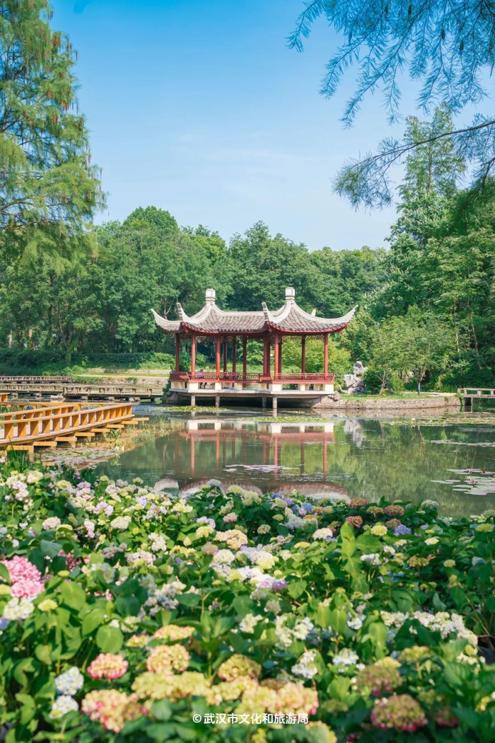 看过武汉绣球花,再也不羡慕别人的莫奈花园|植物园|武汉市_新浪新闻