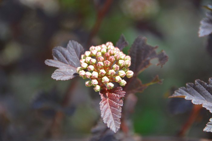 风箱果花朵,原创拍摄|风箱|花朵|原创_新浪新闻