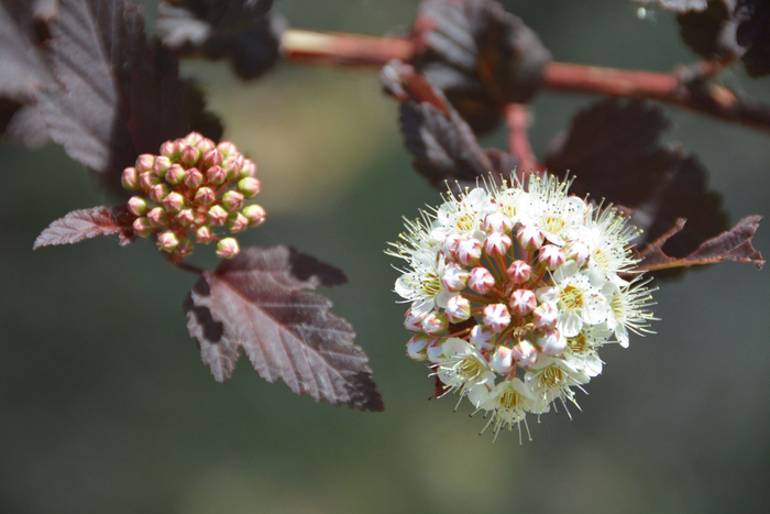 风箱果花朵,原创拍摄|风箱|花朵|原创_新浪新闻
