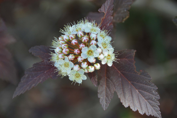 风箱果花朵,原创拍摄|风箱|花朵|原创_新浪新闻