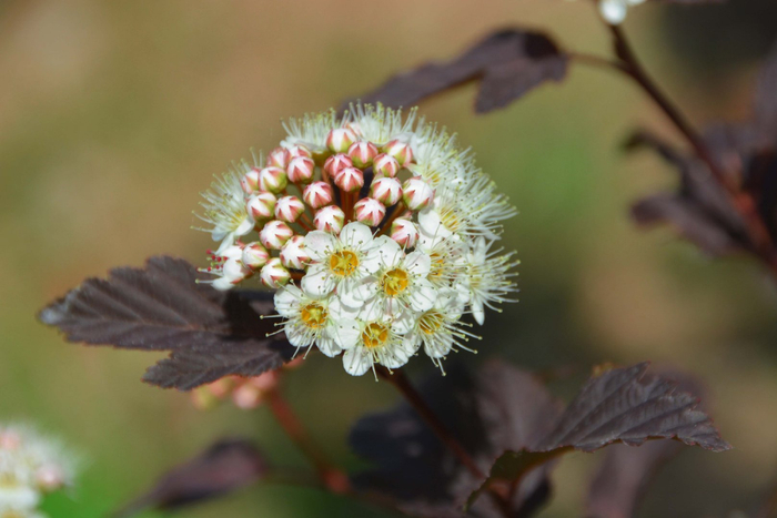 风箱果花朵,原创拍摄|风箱|花朵|原创_新浪新闻