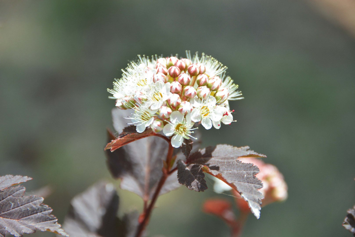 风箱果花朵,原创拍摄|风箱|花朵|原创_新浪新闻