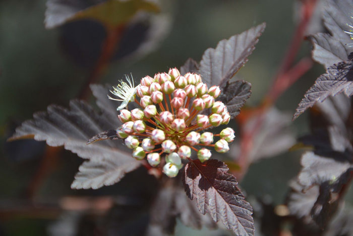 风箱果花朵,原创拍摄|风箱|花朵|原创_新浪新闻