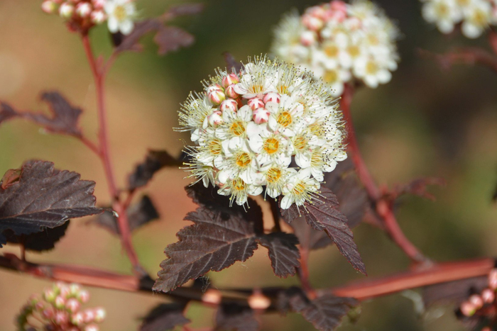 风箱果花朵,原创拍摄|风箱|花朵|原创_新浪新闻