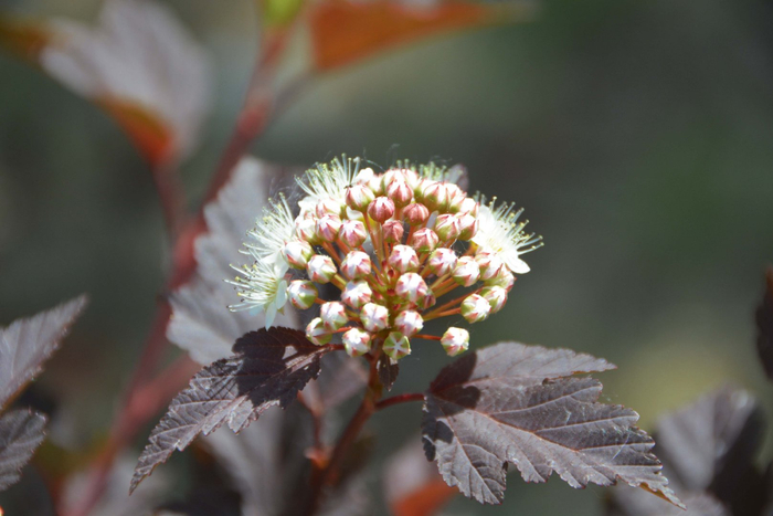 风箱果花朵,原创拍摄|风箱|花朵|原创_新浪新闻