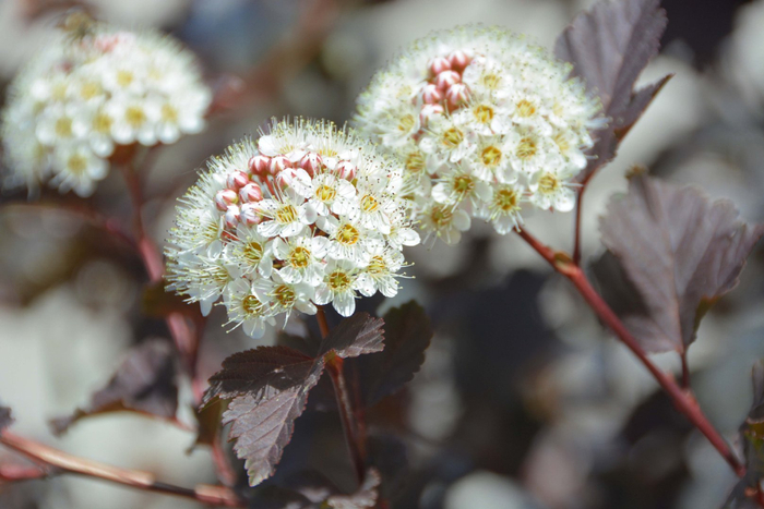 风箱果花朵,原创拍摄|风箱|花朵|原创_新浪新闻