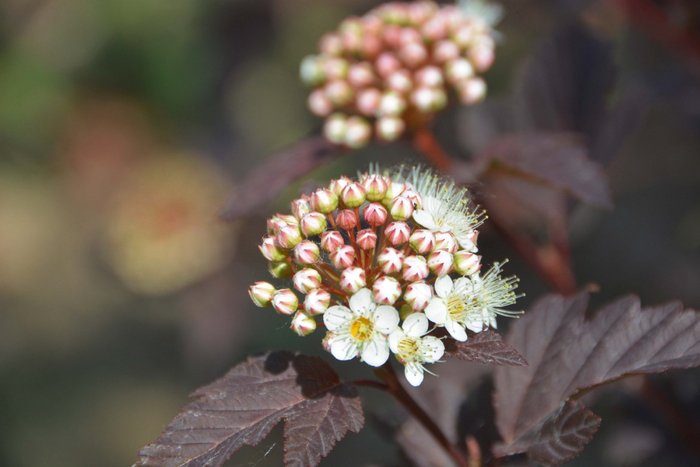 风箱果花朵,原创拍摄|风箱|花朵|原创_新浪新闻