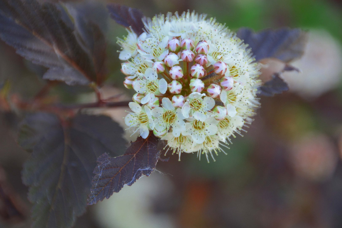 风箱果花朵,原创拍摄|风箱|花朵|原创_新浪新闻