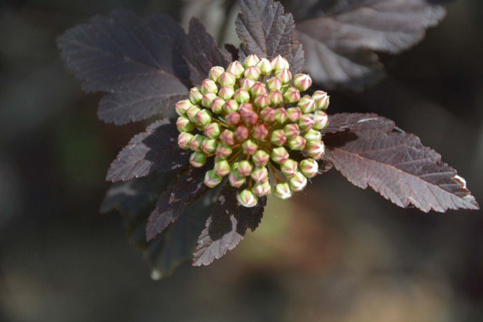 风箱果花朵,原创拍摄|风箱|花朵|原创_新浪新闻