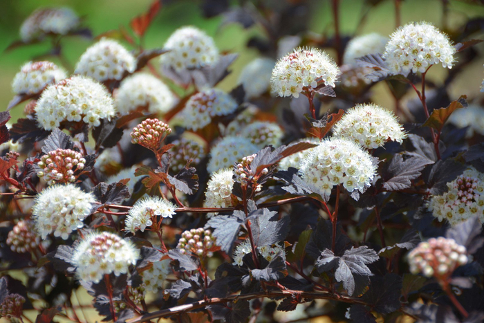 风箱果花朵,原创拍摄|风箱|花朵|原创_新浪新闻