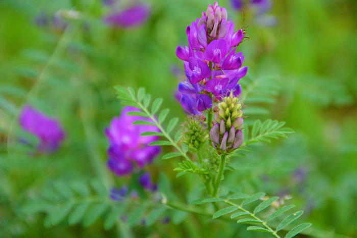 野生黄耆,原创拍摄_新浪新闻