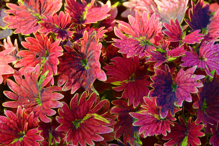 红色彩叶草五彩草,原创拍摄|彩叶草|红色|原创_新浪新闻