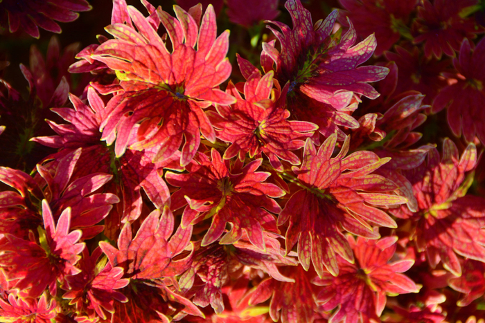 红色彩叶草五彩草,原创拍摄|彩叶草|红色|原创_新浪新闻