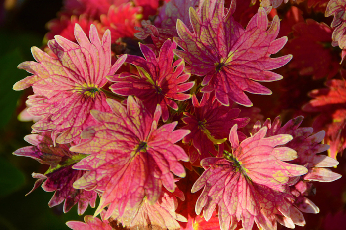 红色彩叶草五彩草,原创拍摄|彩叶草|红色|原创_新浪新闻