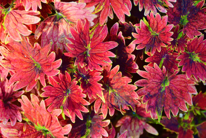 红色彩叶草五彩草,原创拍摄|彩叶草|红色|原创_新浪新闻