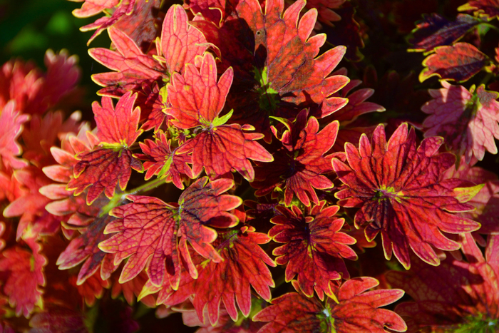 红色彩叶草五彩草,原创拍摄|彩叶草|红色|原创_新浪新闻