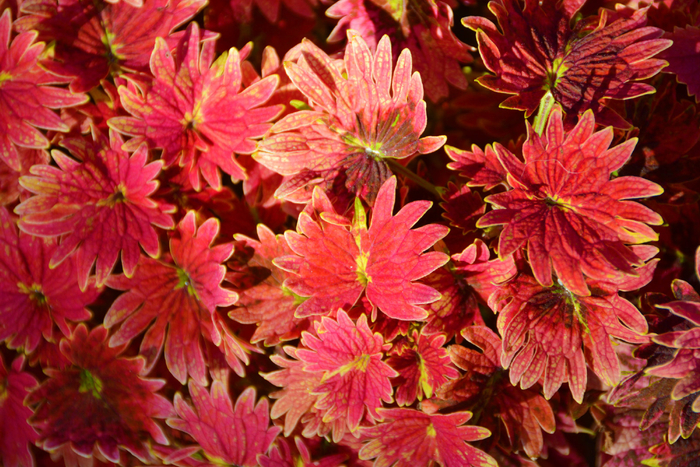 红色彩叶草五彩草,原创拍摄|彩叶草|红色|原创_新浪新闻