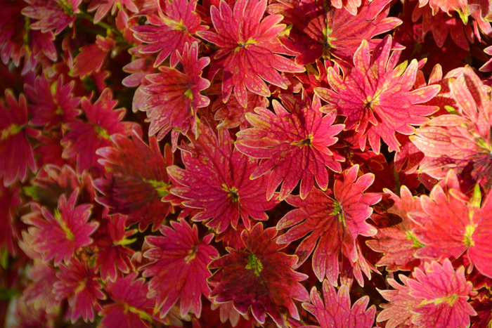 红色彩叶草五彩草,原创拍摄|彩叶草|红色|原创_新浪新闻