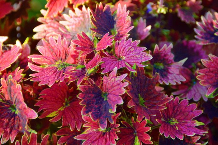 红色彩叶草五彩草,原创拍摄|彩叶草|红色|原创_新浪新闻