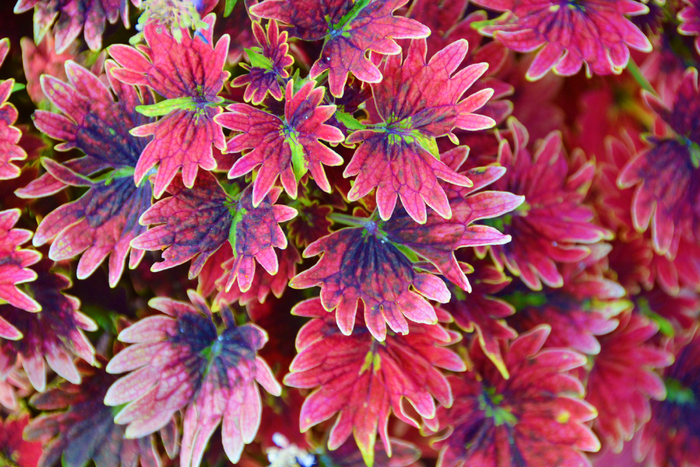 红色彩叶草五彩草,原创拍摄|彩叶草|红色|原创_新浪新闻