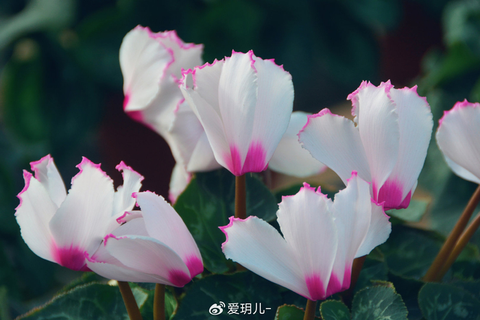 白色花仙客来,原创拍摄