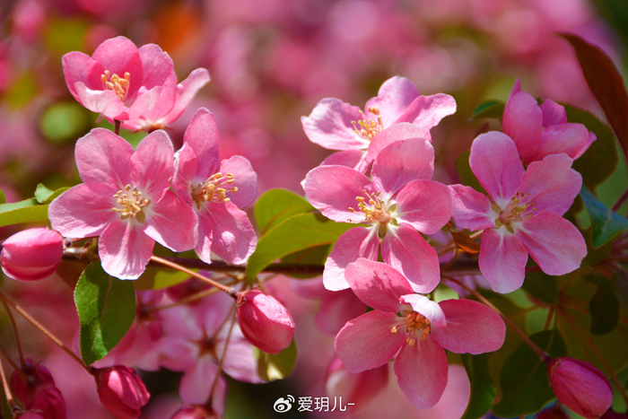 粉色海棠花,原创拍摄__财经头条