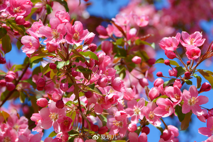 粉色海棠花,原创拍摄__财经头条