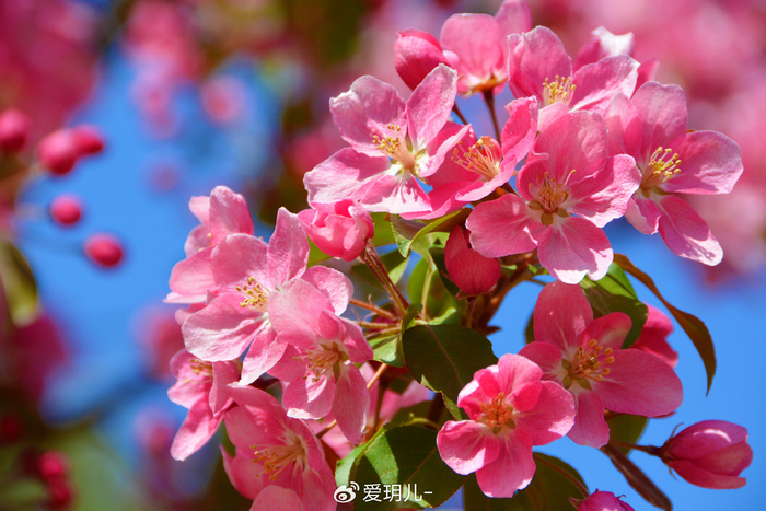 粉色海棠花,原创拍摄__财经头条