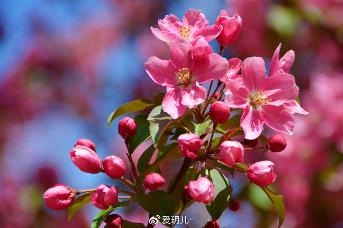 粉色海棠花,原创拍摄__财经头条